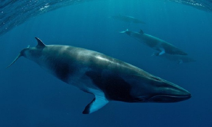 Japan pleads with whaling watchdog to allow `cultural` hunts